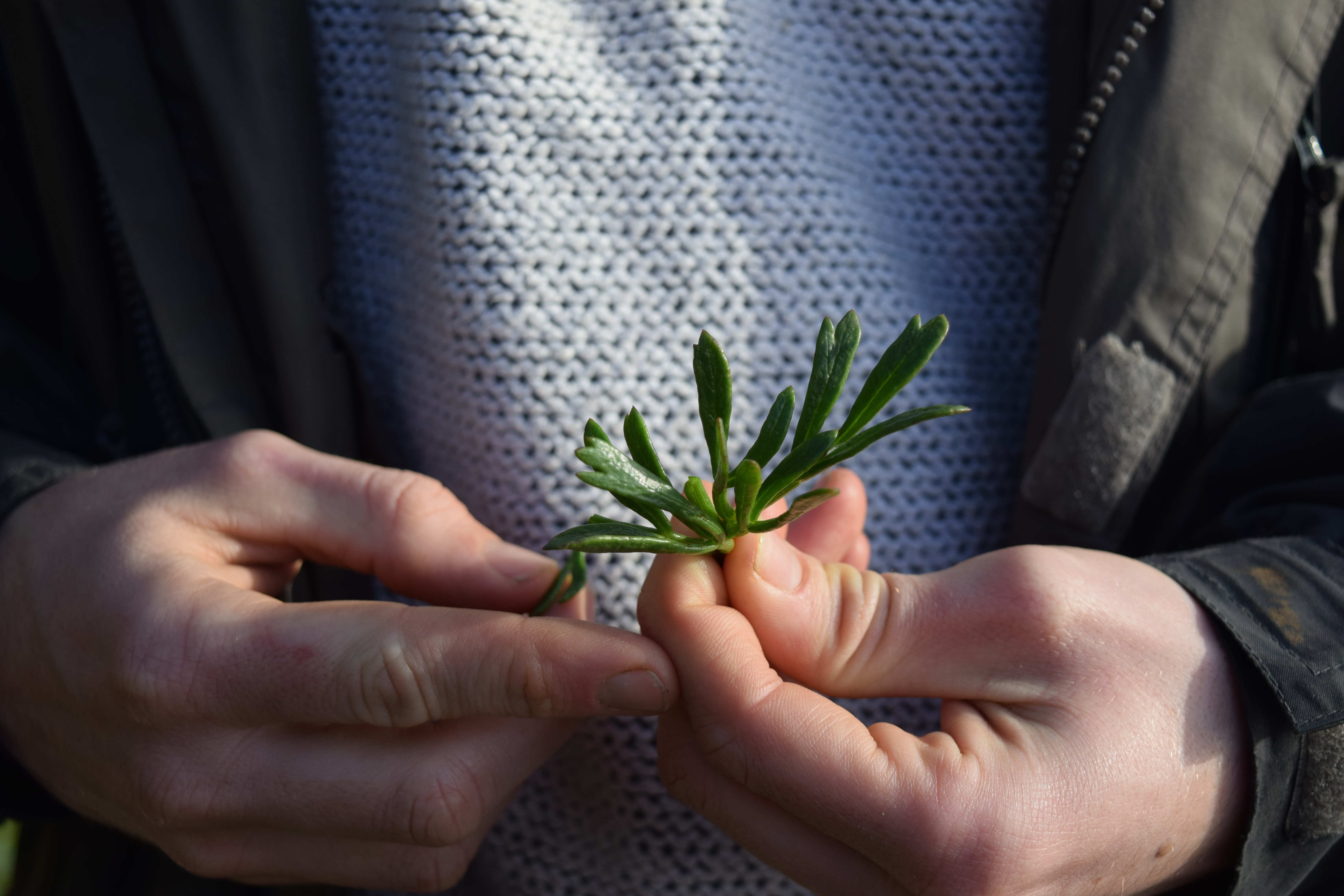 Foraging rock samphire