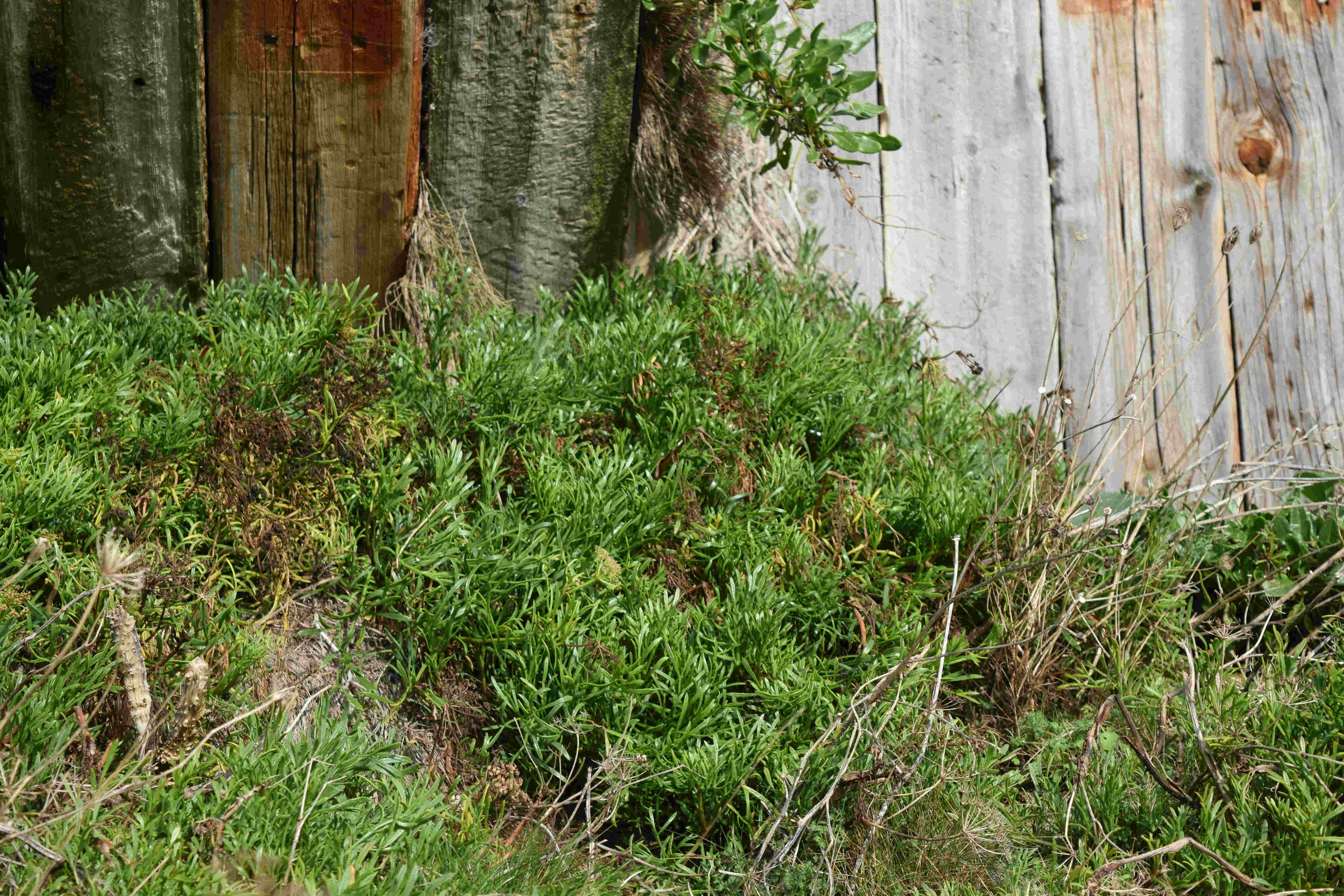 Rock Samphire patch Foraging in Folkestone