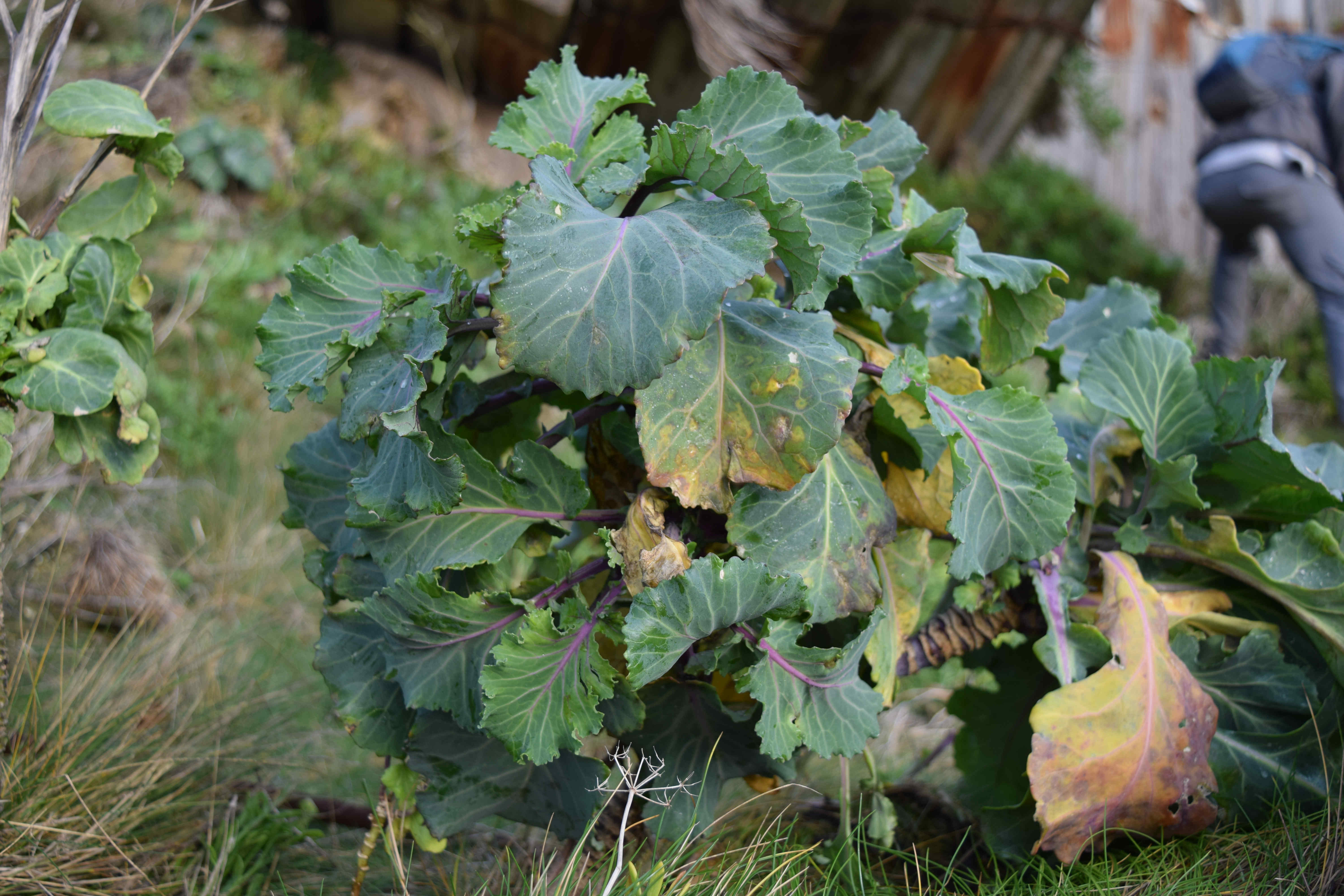 Sea Cabbage at The Warren