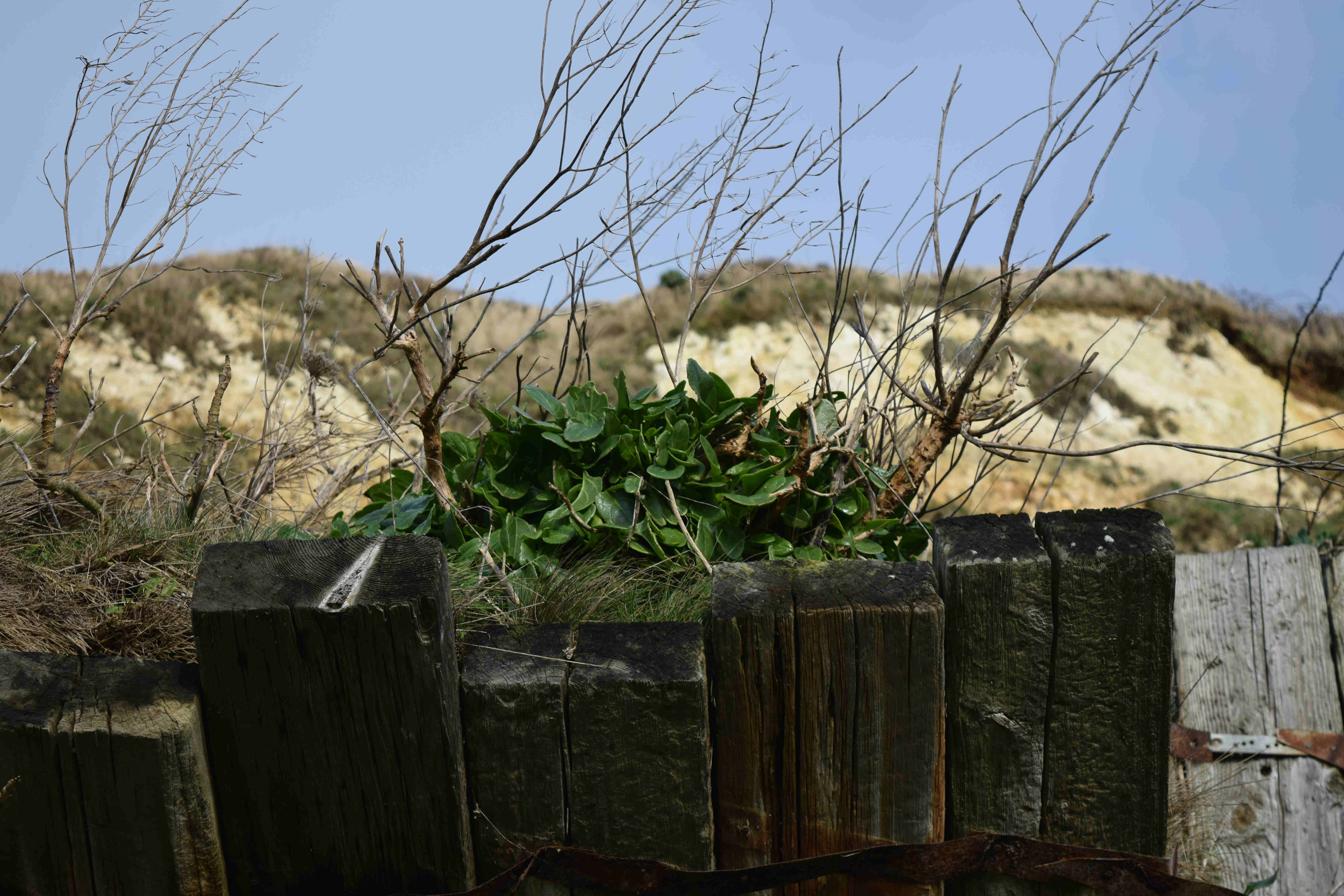 Sea Beet foraging in Folkestone