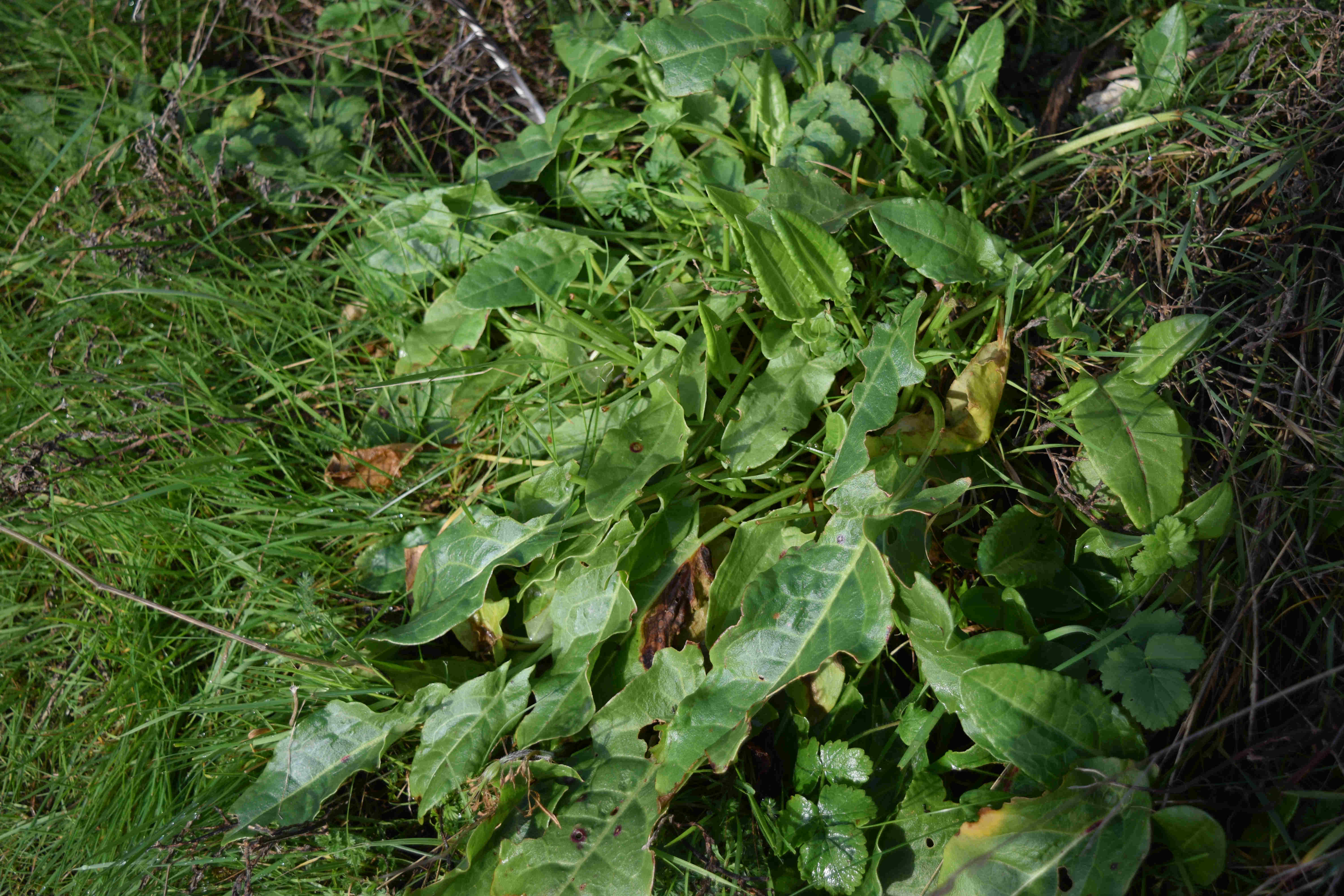 Foraging Sorrel in Folkestone