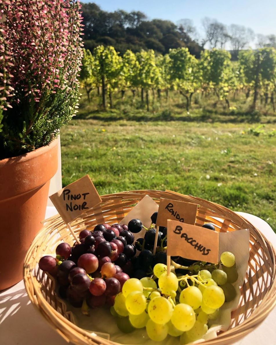 Grapes Terlingham Vineyard