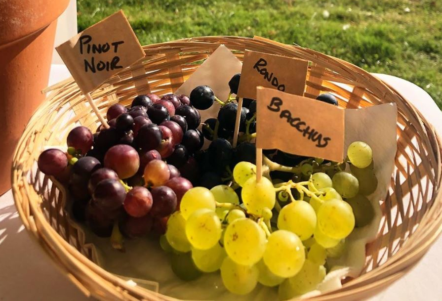 Grape Crop from Terlingham