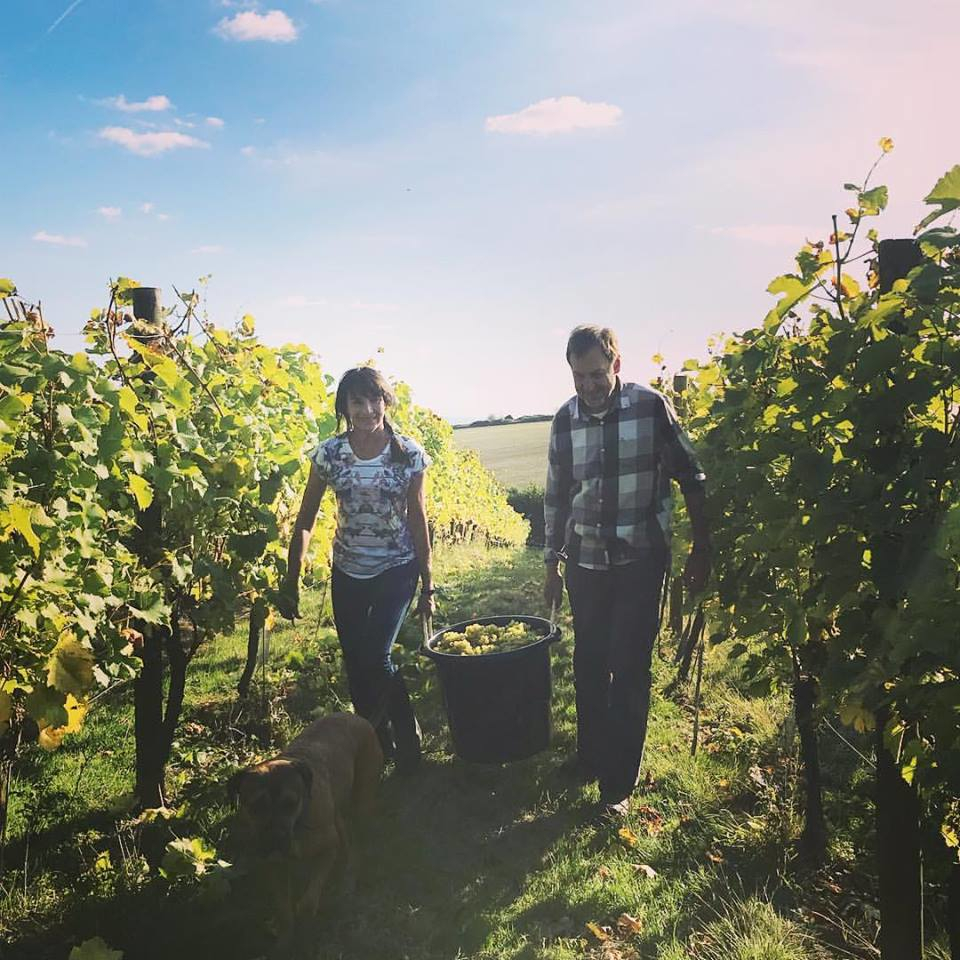 Family Harvest Terlingham Vineyard