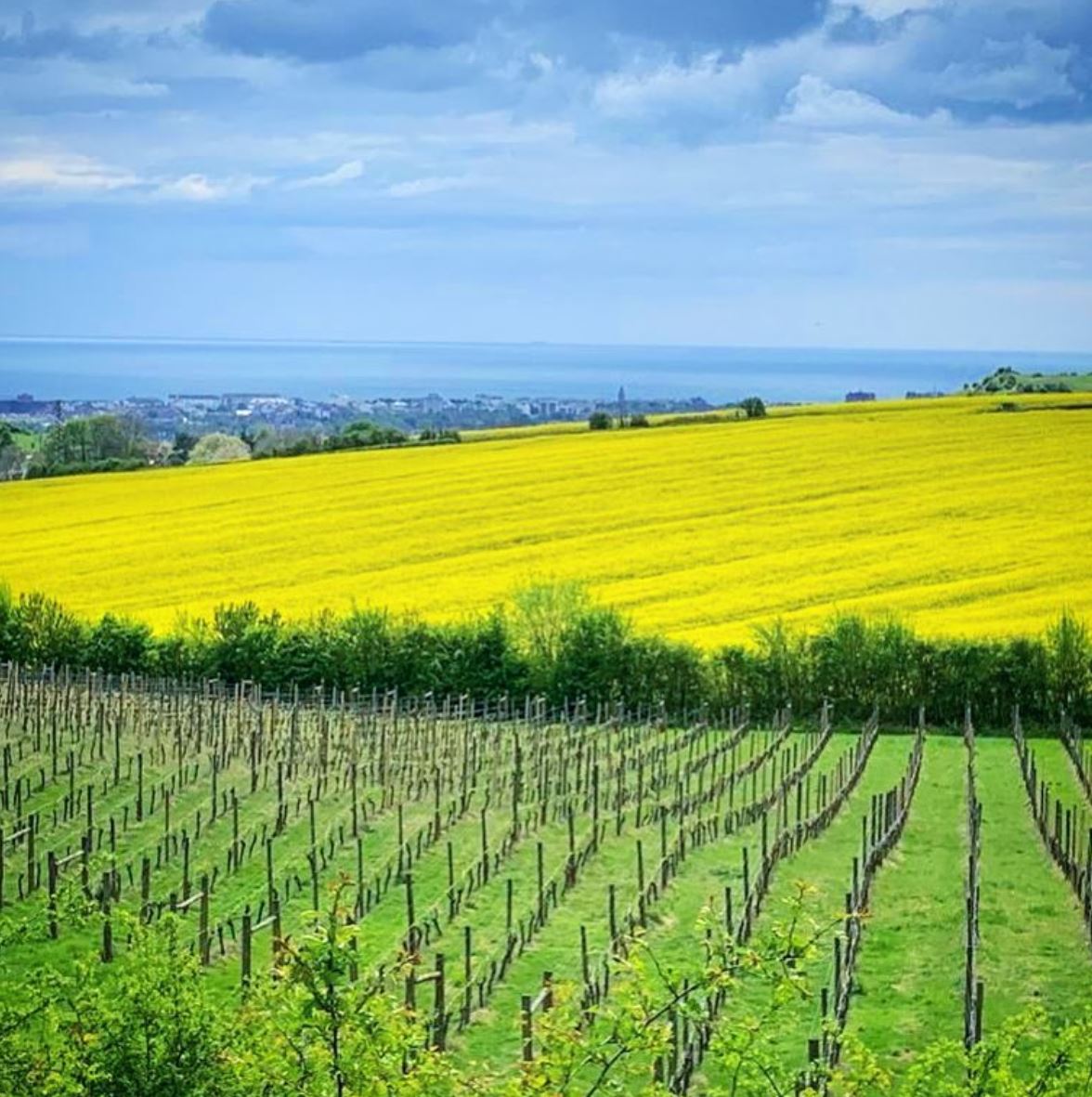 Terlingham Vineyard in the Spring