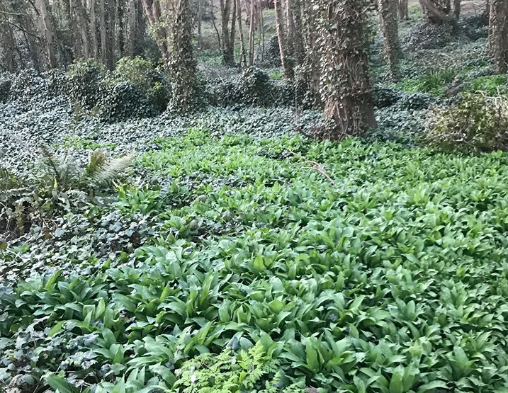 Wild Garlic Foraging