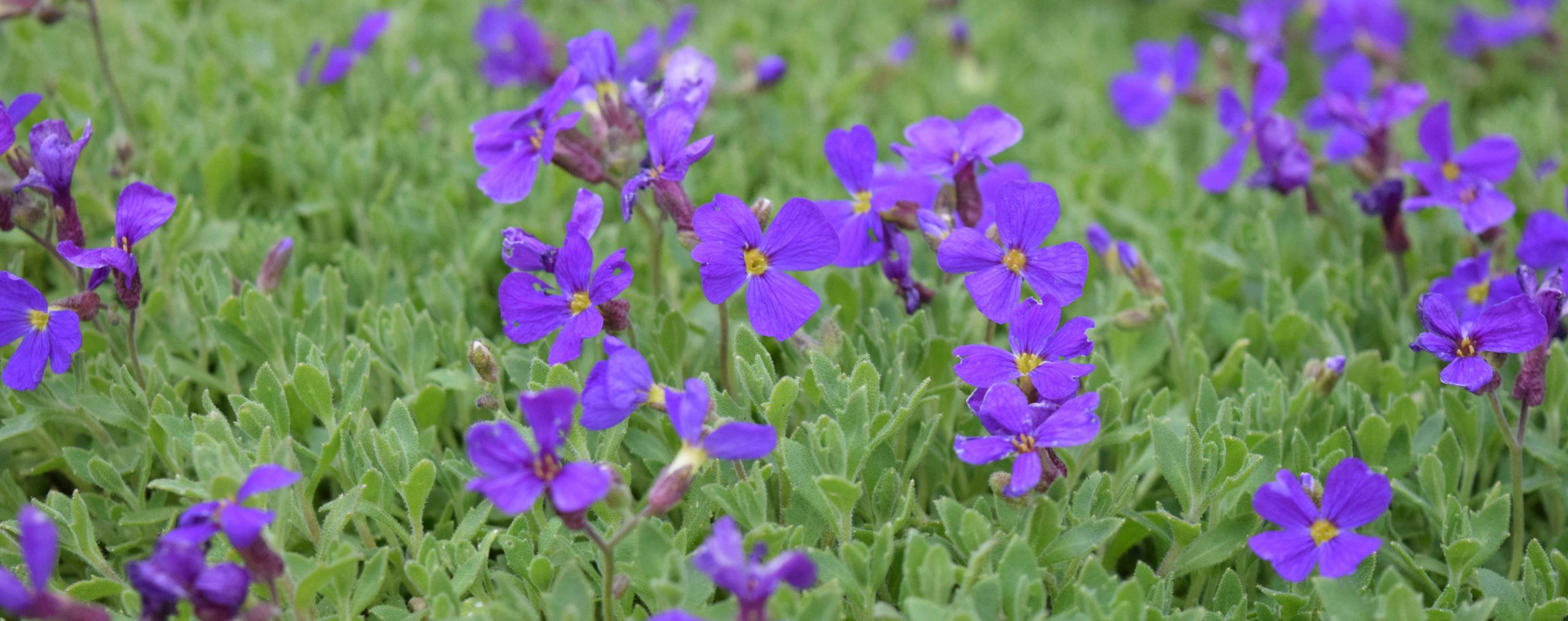 Folkestone Haven Flowers