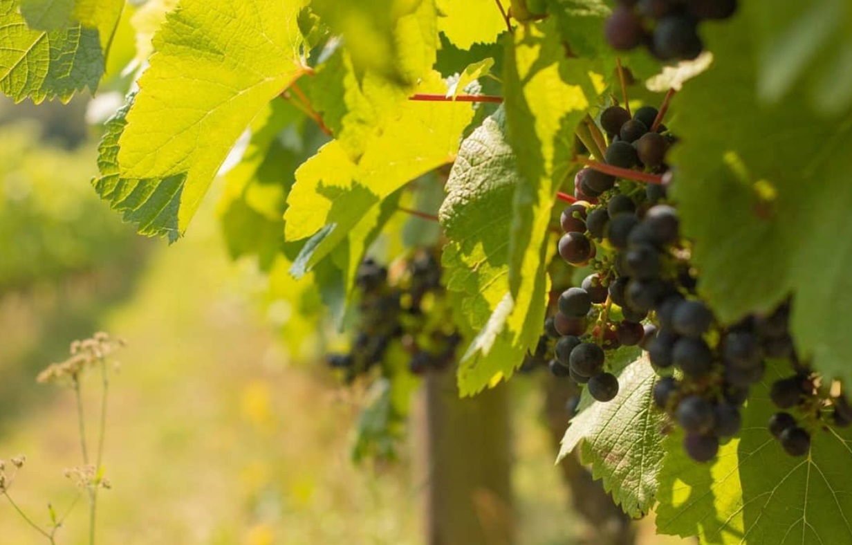 Terlingham Vineyard Grapes