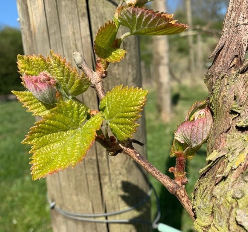 Terlingham Vineyard New Leaves