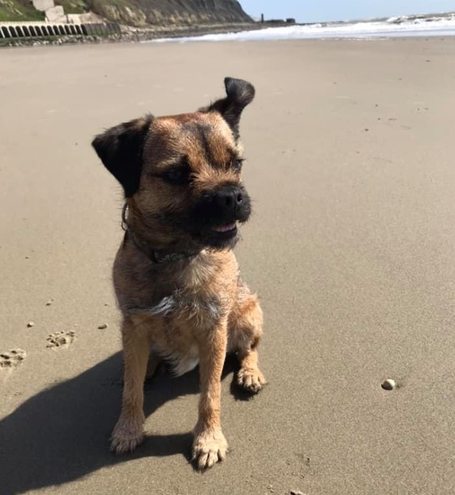 Clovis at Sunny Sands Dog Friendly Folkestone