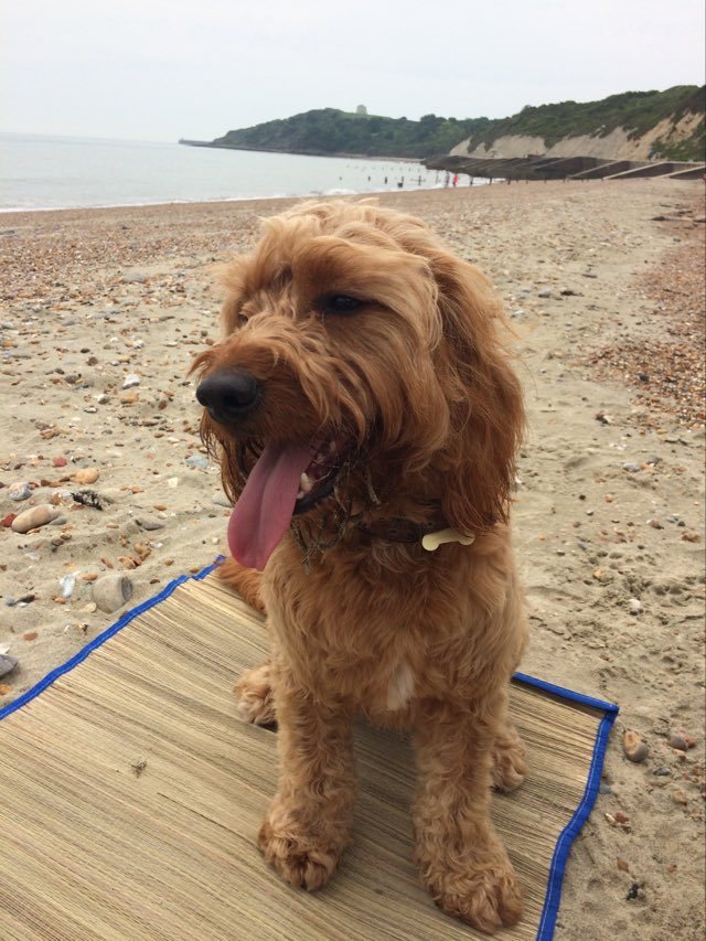 Charlie at The Warren Dog Friendly Folkestone