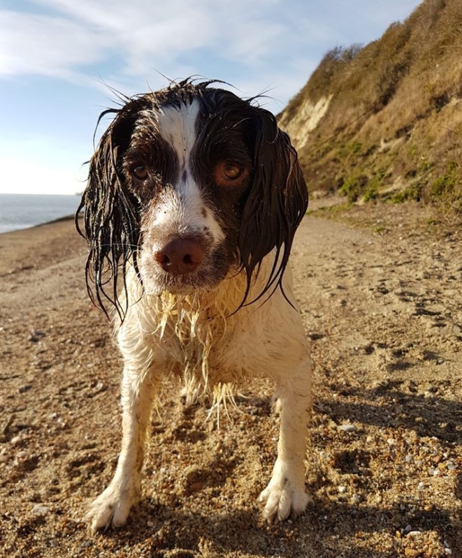 Fiona Whelan Wet Spaniel