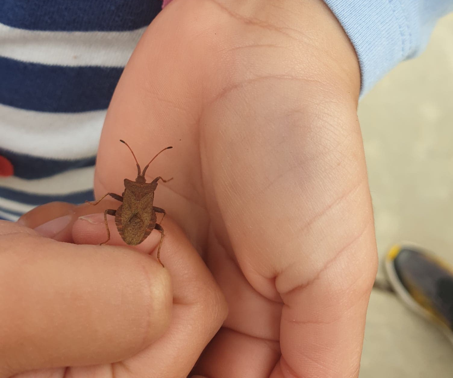 Bug Preschool