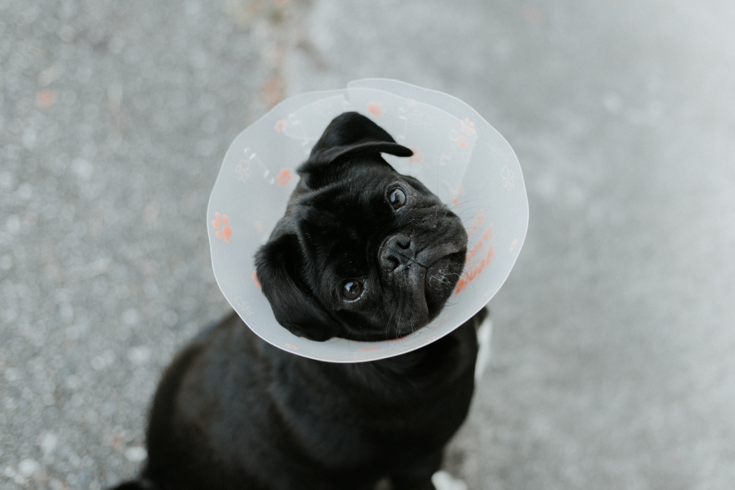 Dog in a lampshade Credit Priscilla Du Preez