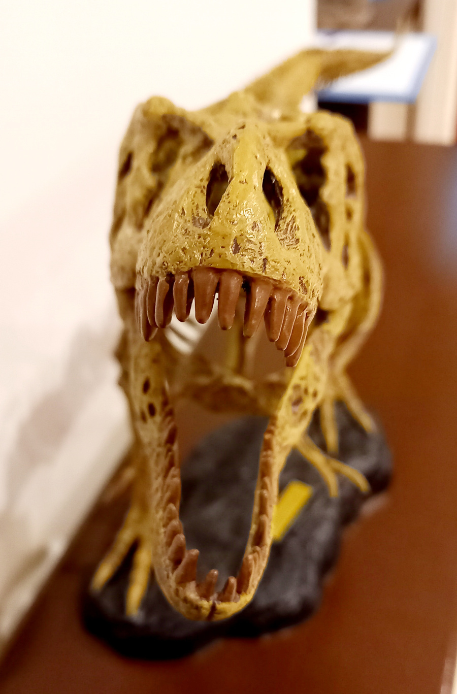 Dinosaur skull