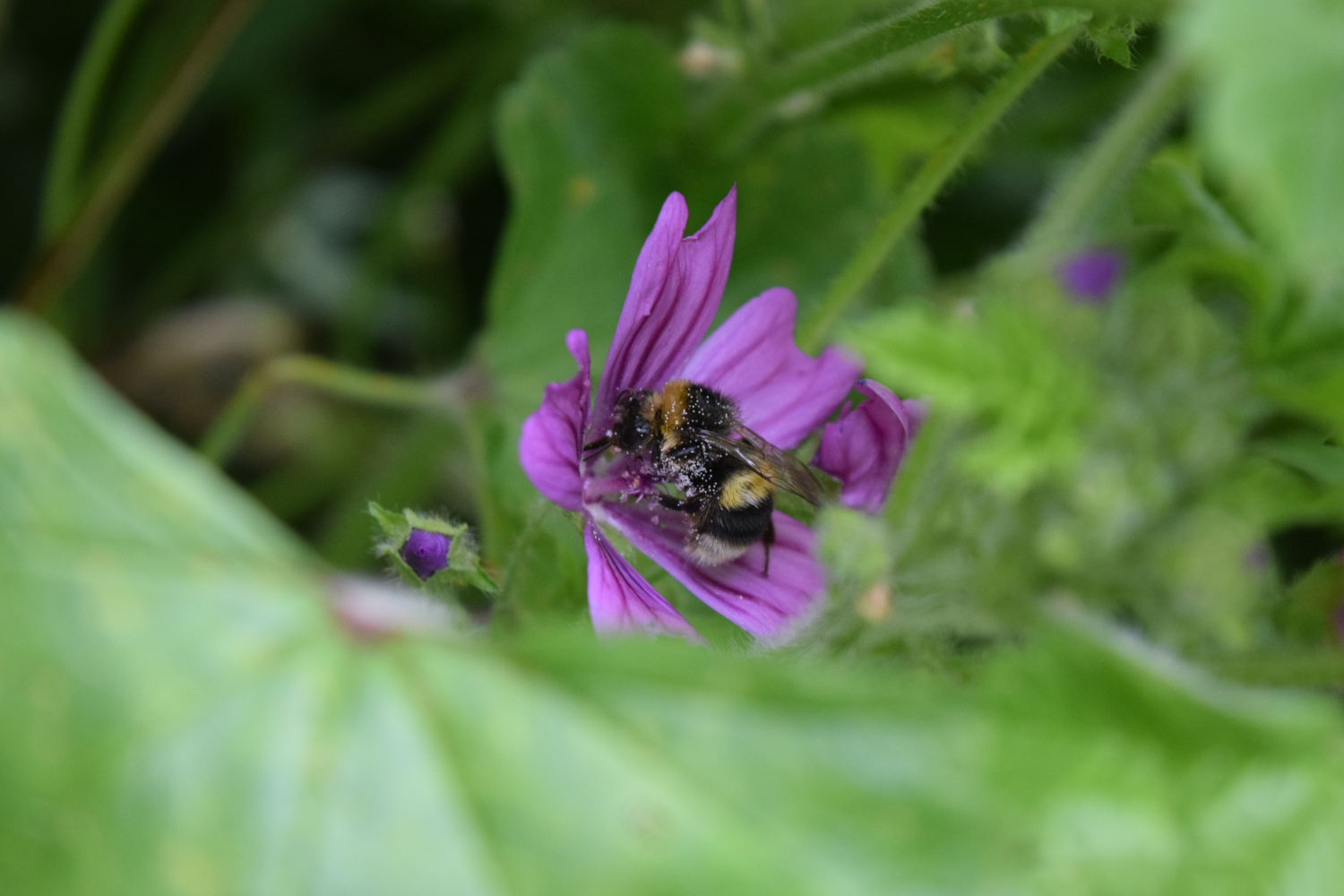 Lower Leas Coastal Park Happy Bee