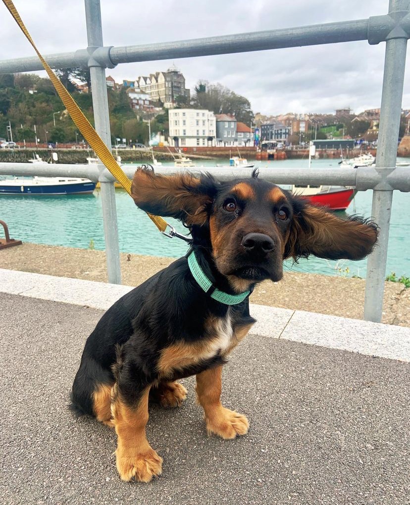 Dog Friendly ears