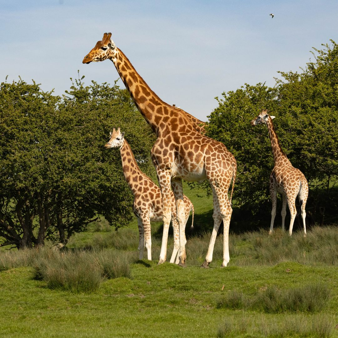 Port Lympne Giraffes