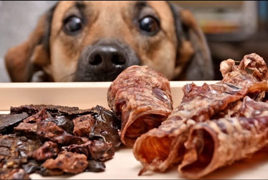 Dog Deli Looking At Treats