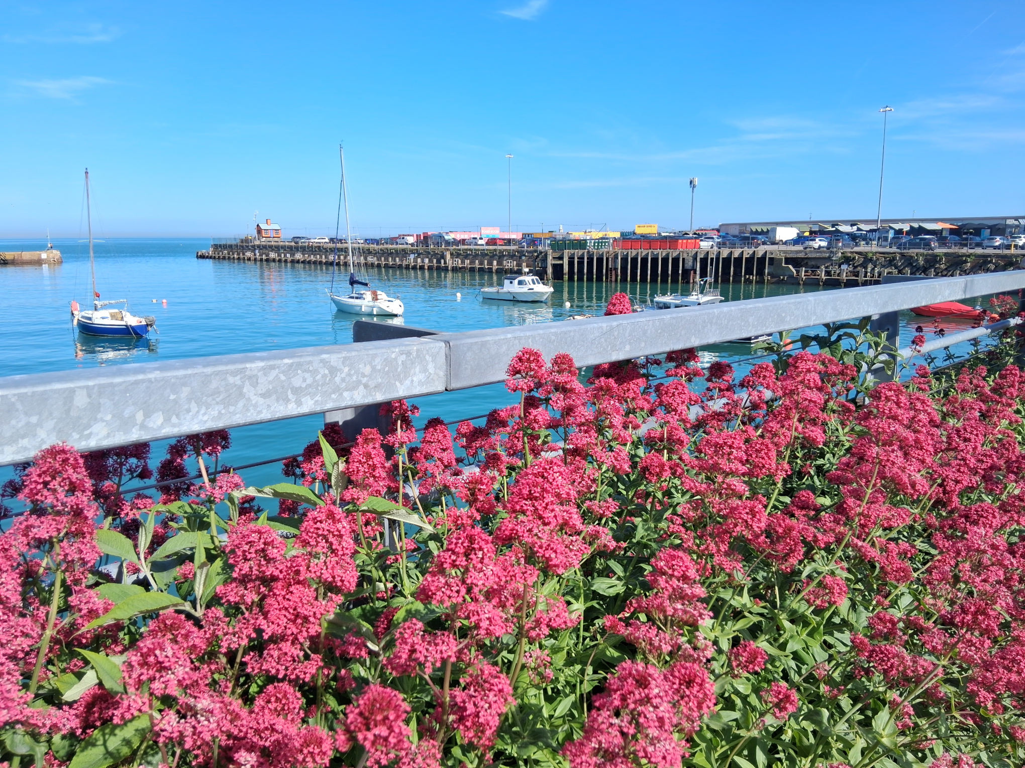 Native Planting on Viaduct May 2026