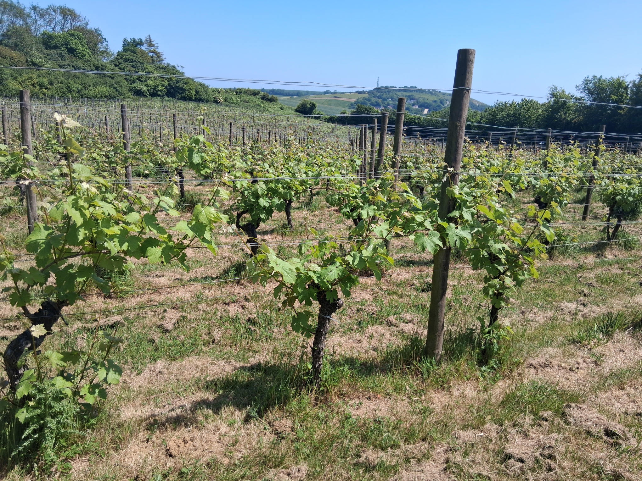 Terlingham Vineyard View